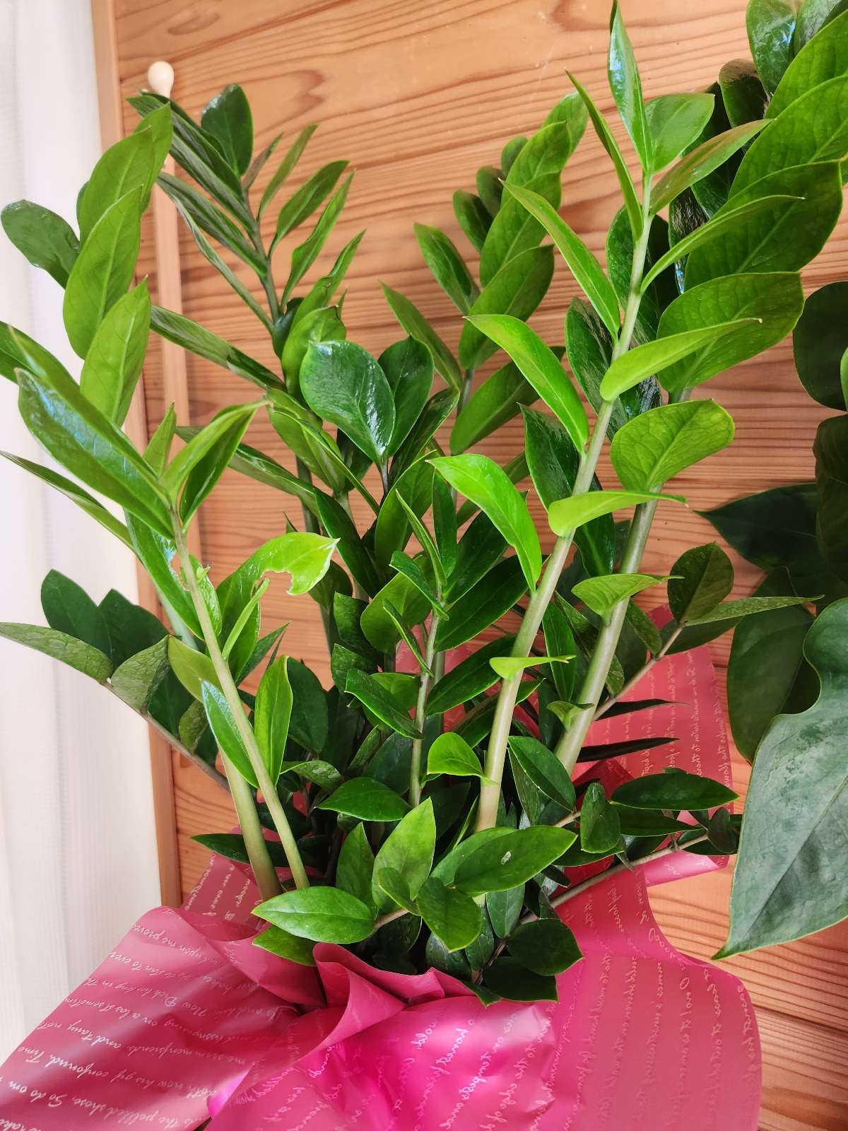 丸亀市たこう整体５周年イベント開催中！