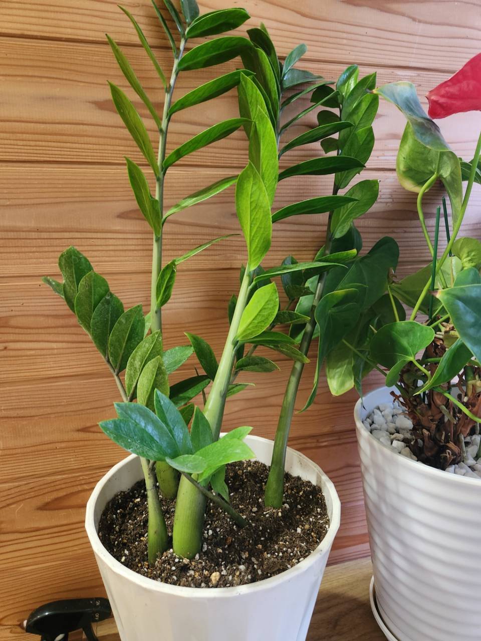 丸亀市たこう整体の観葉植物！