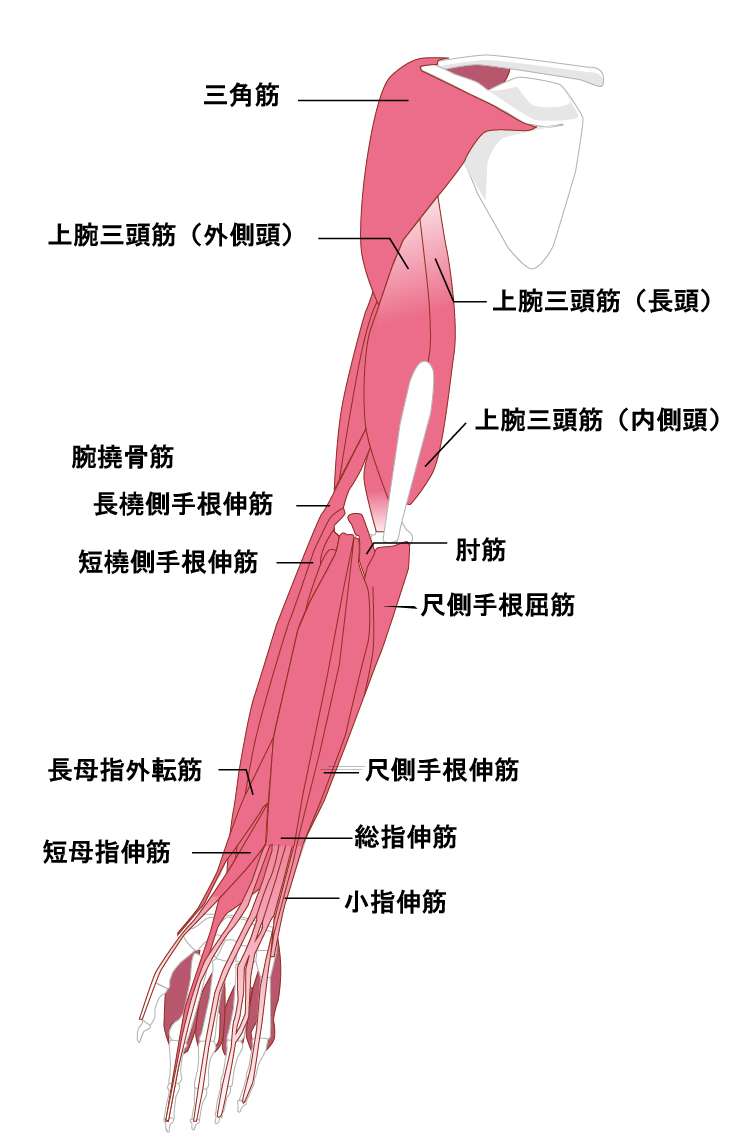丸亀市たこう整体の肩こりをスッキリさせるストレッチ！